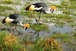 Crested Cranes